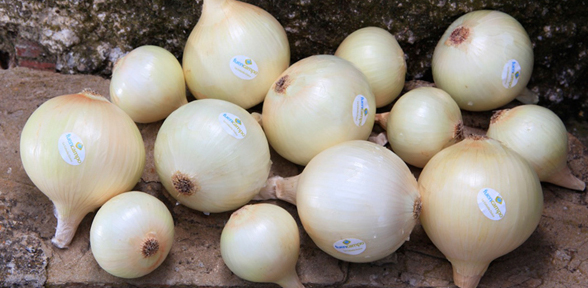 Qué es la Cebolla Dulce Fuencampo