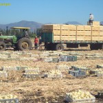 Campo de cebollas de Fuencampo