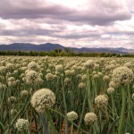 Campo de madres de Cebolla Dulce