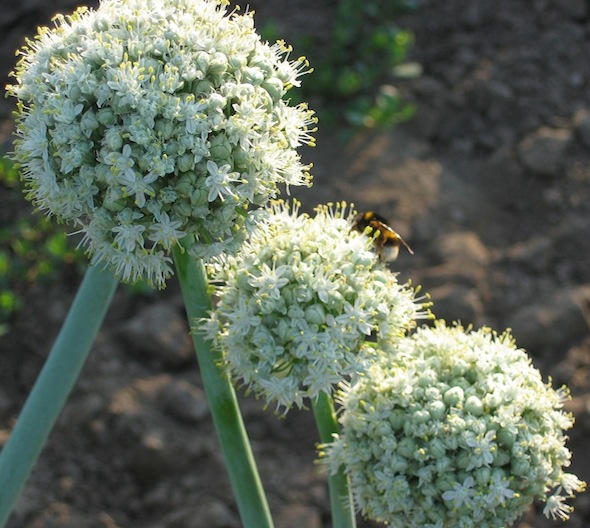 Abeja en plantas de cebolla