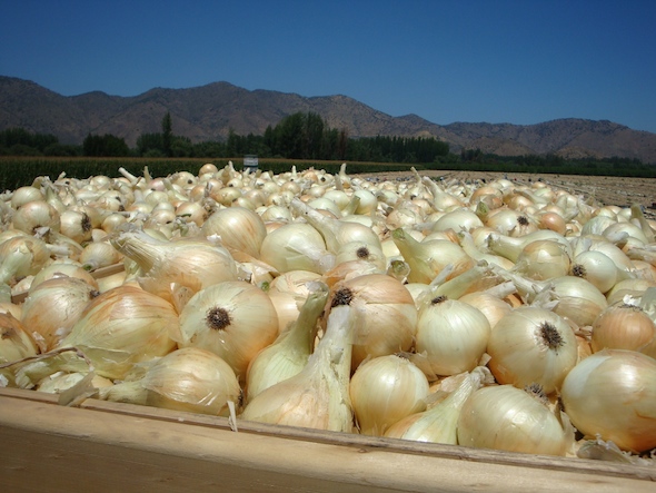 Paisaje de cebollas