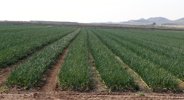 Campo de cebollas dulces